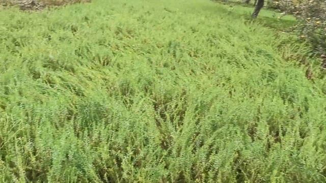 Лён, как сидерат, перед посадкой картофеля. смотреть онлайн