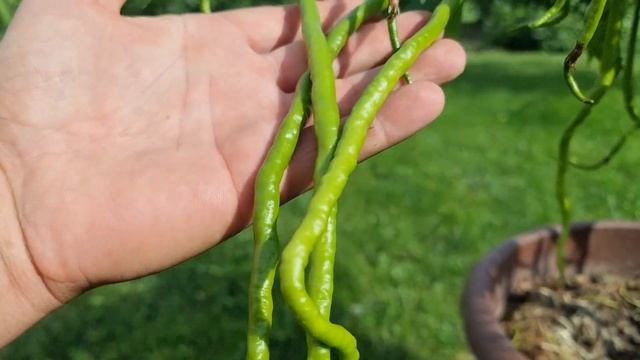 самый длинный и самый красивый острый перец Thunder Mountain Longhorn (TML)