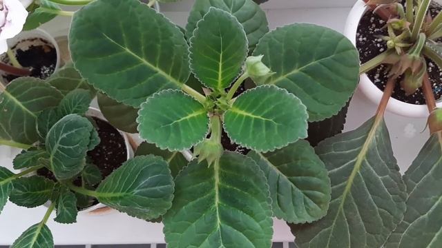 Глоксинии!Важные моменты в опрыскивании глоксиний!