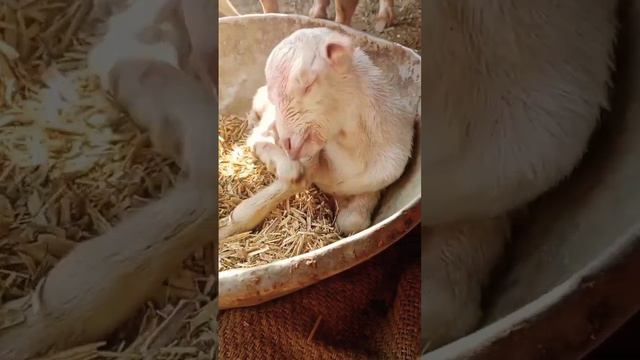 GOAT NEW BORN KID'S WHITE EYE'S #shortsviral #shortsfeed смотреть онлайн