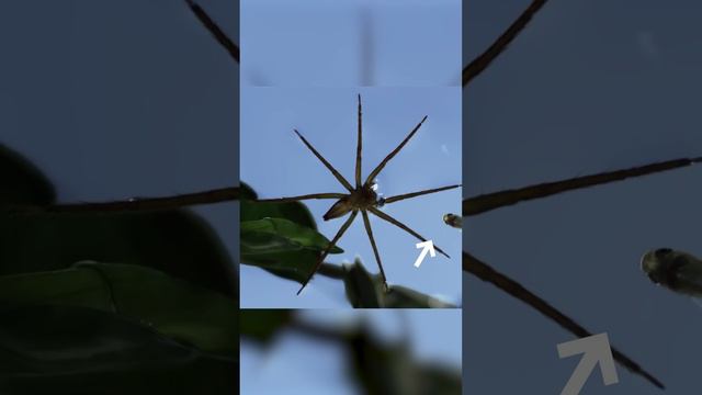Этот паук ходит по воде и ловит рыбу. Паук бродяга смотреть онлайн