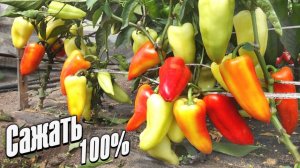 Много не бывает! Самые урожайные перцы для средней полосы России открытого грунт. Перец сладкий сорт