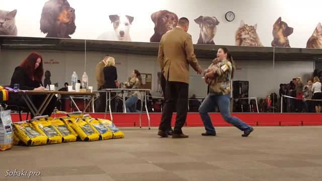 ИТАЛЬЯНСКАЯ ЛЕВРЕТКА. Выставка борзых (ITALIAN GREYHOUND. Speciality dog show for sighthounds) смотреть онлайн