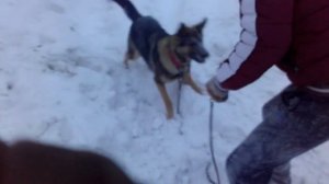 Немецкая афчарка укусила человека