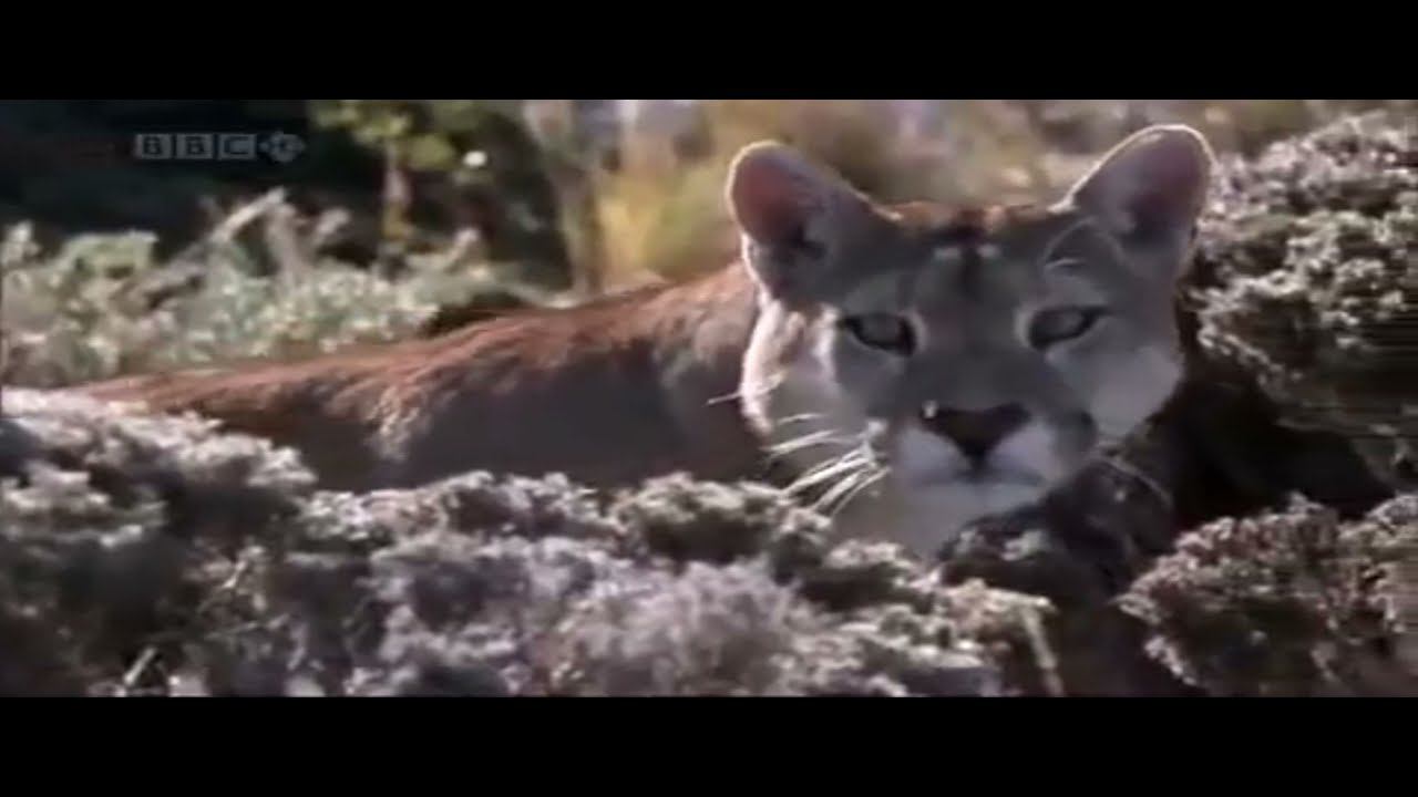 MoDo Das Concert Nature смотреть онлайн