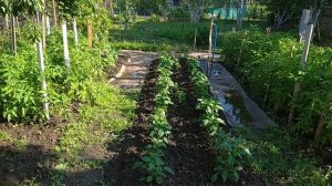 Мой опыт применения бокаши.