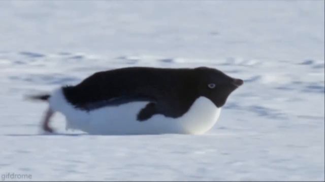 Пингвины ( В Антарктиде льдины ...) Penguins ( In the Antarctic ice ...) смотреть онлайн