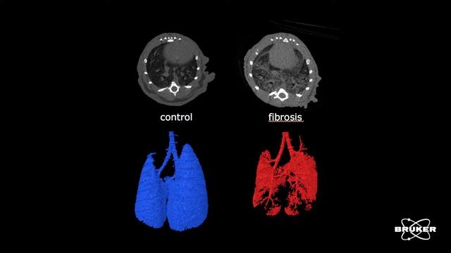 Skyscan High Resolution In Vivo X-Ray Microtomograph смотреть онлайн