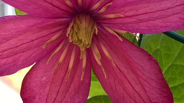 Clematis - The Queen of flowering vines. Update. смотреть онлайн