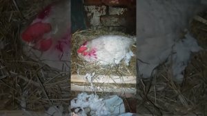 10 признаков того, что курица села на яйца.