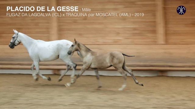 PLACIDO DE LA GESSE * 2019 - PSL смотреть онлайн