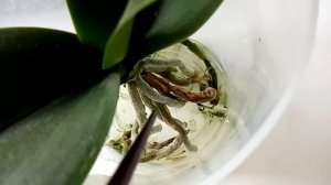 Нужно ли опрыскивать корни орхидеи?