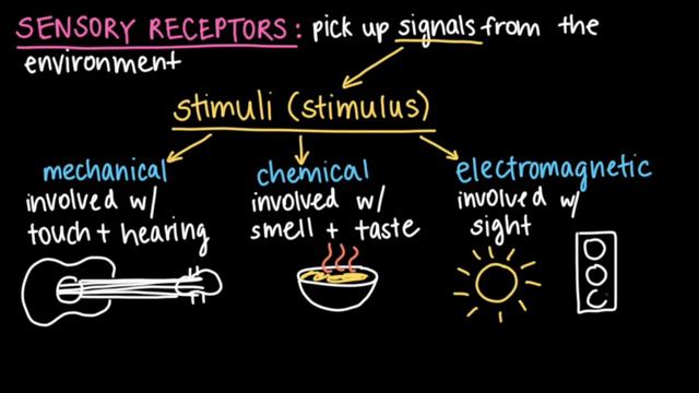 Sensory processing and the brain | Cells and organisms | Middle school biology | Khan Academy смотреть онлайн