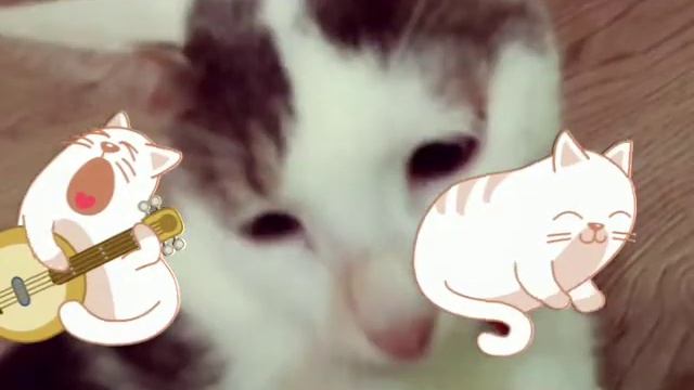 Видео про моего кота ? в честь 200 потписчиков смотреть онлайн