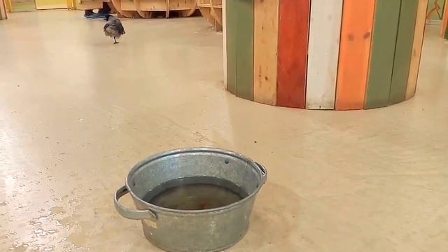 Танцующая ворона Клара смотреть онлайн