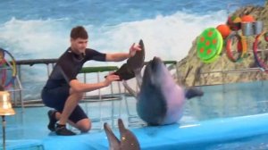 ДЕЛЬФИНАРИЙ НЕМО 2018 / ШОУ Дельфинов / Видео для детей