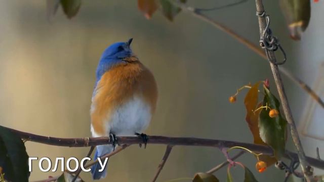 Цыганка нагадала парню,что он встретит свою судьбу при странных обстоятельствах,а он ей ек поверил, смотреть онлайн