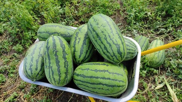 Самый урожайный арбуз! 40-50 кг с куста. смотреть онлайн