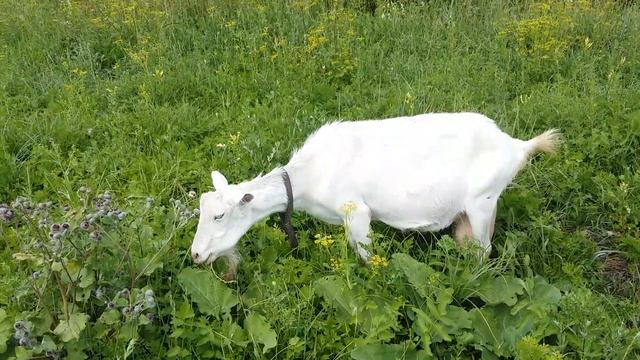 Наши козы. Курская обл., Курский район, дер. Жиляево смотреть онлайн