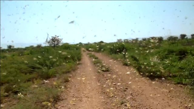 Swarm Chasers | Unreported World смотреть онлайн