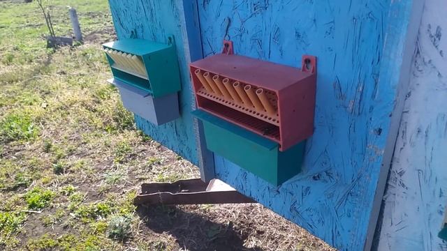 Собираю пыльцу. Пыльцесборник. смотреть онлайн