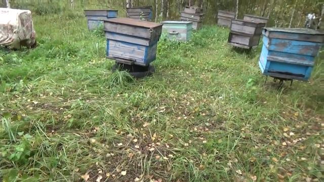 Медведи громят пасеки. смотреть онлайн