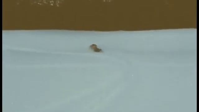 ski-doo olympique tribute on youtube смотреть онлайн