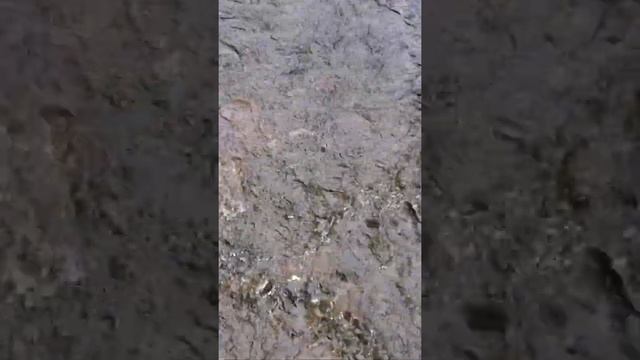 #shorts КУПАНИЕ ЩЕНКА ЛАБРАДОРА #labrador #puppy #labrador-retriver #swimingpuppy смотреть онлайн