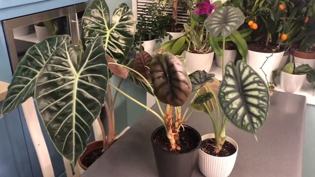 Алоказия медная, alocasia morocco purple night , alocasia dragon scale, мои ошибки в уходе. смотреть онлайн
