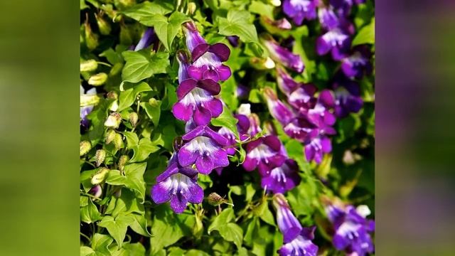 АЗАРИНА или МАУРАНДИЯ (ASARINA = MAURANDIA) сем. Норичковые смотреть онлайн