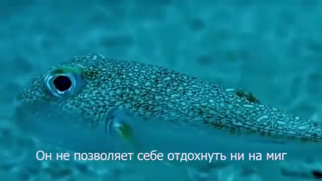 Японский Иглобрюх