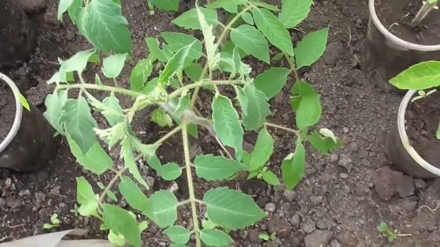 УПЛОТНЕННАЯ СХЕМА ПОСАДКИ ТОМАТОВ В ТЕПЛИЦЕ. Ольга Чернова. смотреть онлайн