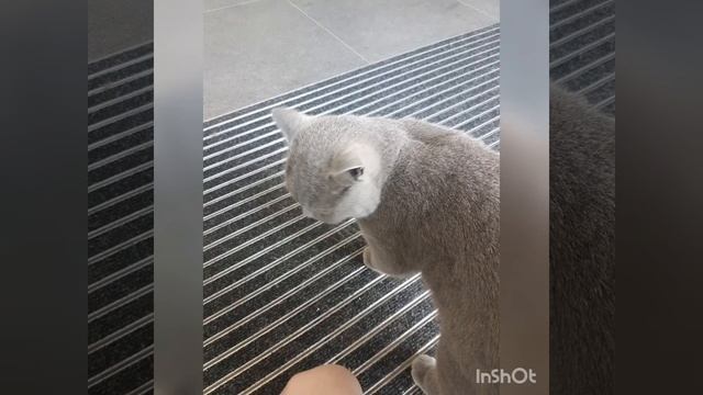 Mein kater war heute sehr nett? смотреть онлайн