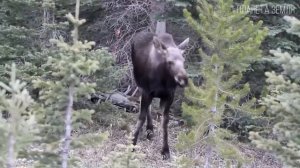 Лоси: секреты жизни в дикой природе
