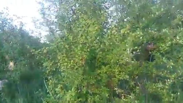 Красивые кусты боярышника.... смотреть онлайн