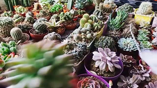Kaktüs / Cactus / Sukulent / Succulent / Satışa yeni eklenen ürünler смотреть онлайн