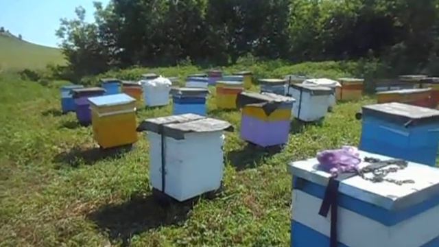 Пасека после переезда на новое место смотреть онлайн