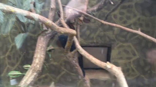 иволга 2 смотреть онлайн