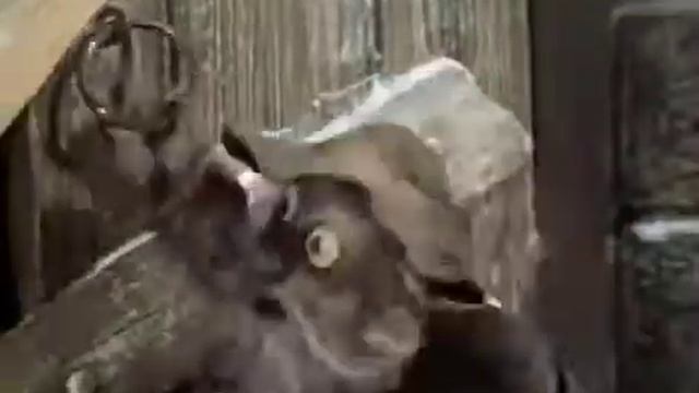 Дядюшка Ау на скорости X10