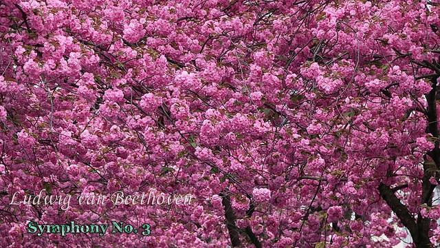 Бетховен - Симфония №3 Адажио ассаи (Beethoven - Adagio Assai , Symphony No. 3 In E Flat Major)