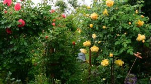 Желтые розы.  Четыре превосходных сорта!