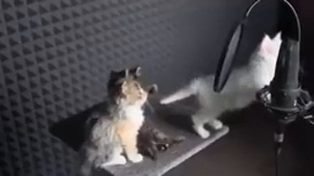 Хор котят! смотреть онлайн
