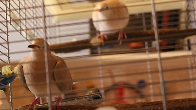 Egyptian turtledove. Смеющаяся египетская горлица. смотреть онлайн