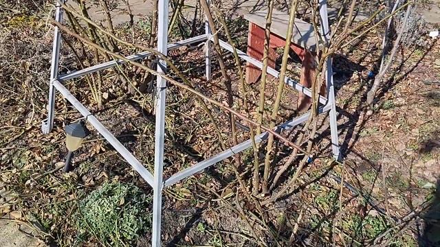 Как я закрепила на опоре розы Пале Рояль и Цикламен Пьер смотреть онлайн