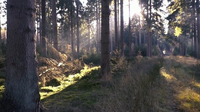 Приятные звуки природы.Звуки утреннего леса. смотреть онлайн