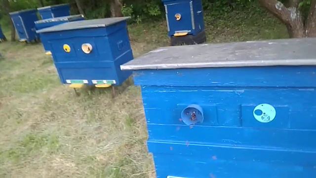 Акация Канев 2018 смотреть онлайн