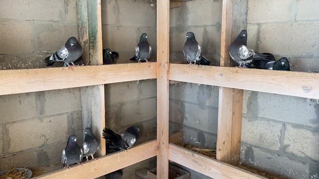 Царицынские голуби Волгоград профилактика болезней смотреть онлайн