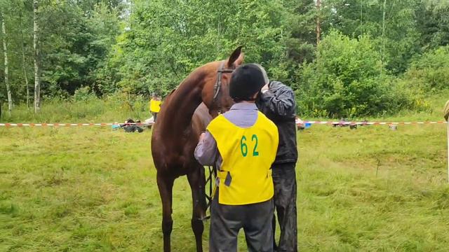 конные пробеги Кайдалово 30 июля 2022 смотреть онлайн