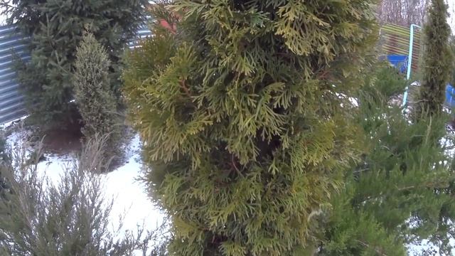 Туя - покоричневела зимой. Что пошло не так? смотреть онлайн