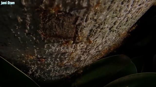 Никто бы не поверил если бы это не сняли на камеру ! Животные которые ненавидят Друг Друга смотреть онлайн